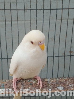 এল বিনো  বাজিগর পাখি